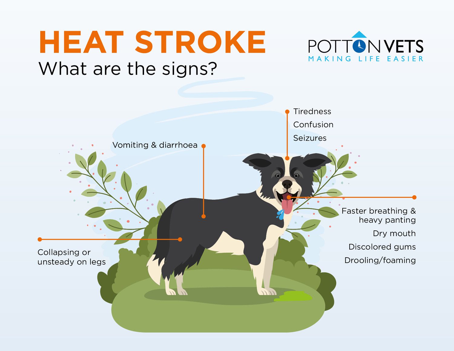 what are symptoms of a stroke in dogs
