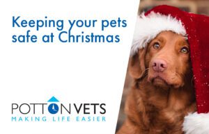 Keeping your pets safe at Christmas