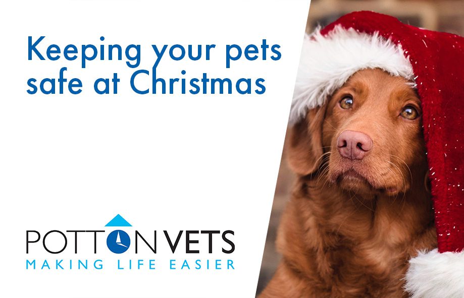 Keeping your pets safe at Christmas