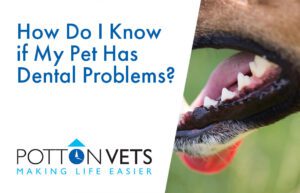 How Do I Know if My Pet Has Dental Problems